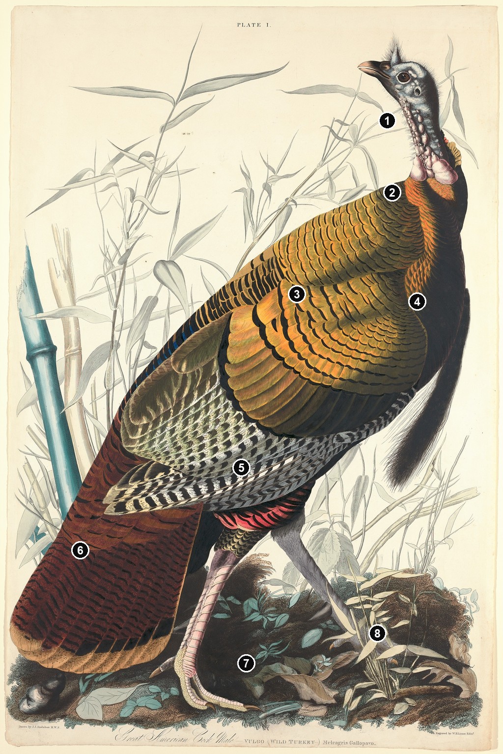 Annotated details from Wild Turkey by John James Audubon